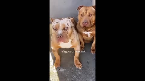 Dog funny videos