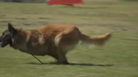 K9 DOGS. Belgian Malinois The Best militaries Dog Training .#K9 #SD