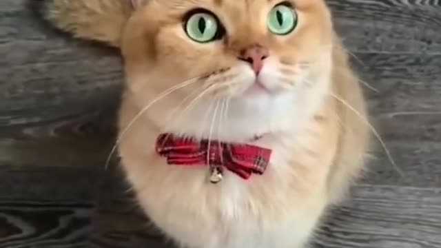 Cute Ketty funny 🤣 video 😂 / cat funny video