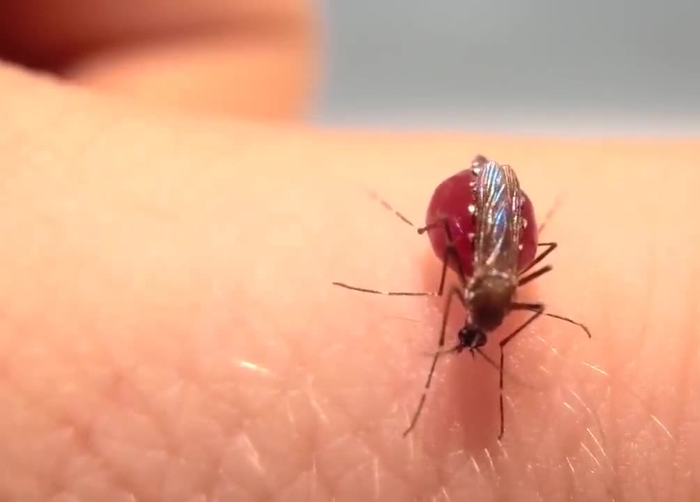 Mosquito stomach is bomb