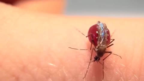 Mosquito stomach is bomb