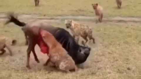 Cute and adorable animal behavior makes anyone happy to see it