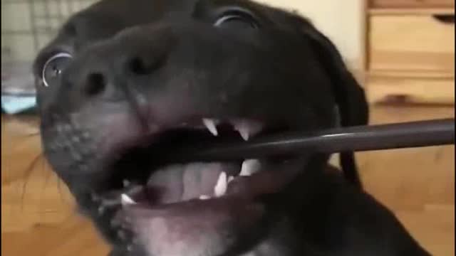 Best animals video forever