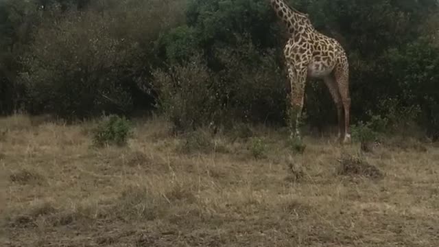 Giraffes & Tourists