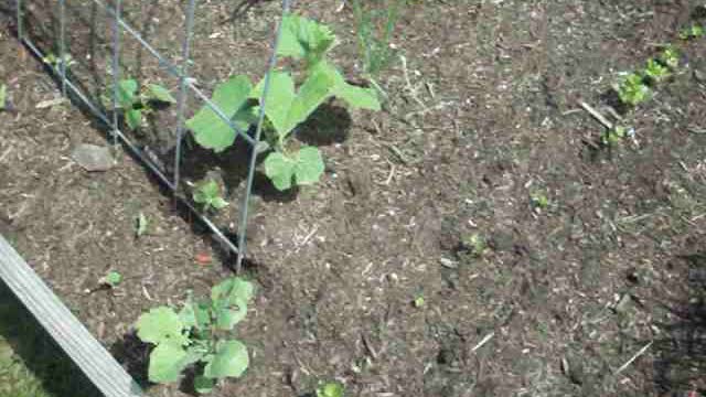 Indiana Plants ?