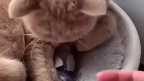 My🐈🐦bed,animals,video