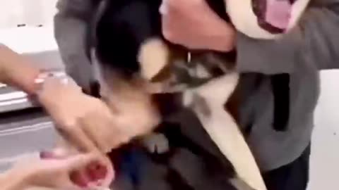 Cute dog and cat funny moment