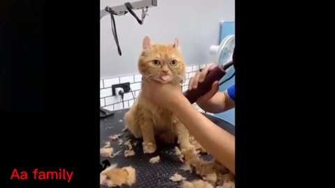 Cat Need Some Haircut 🐈️✂️ FUNNY VIDEO 🤣