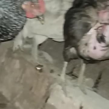 ideos video viral hog #shorts #viral #trending #reels #tiktok #share #fyp