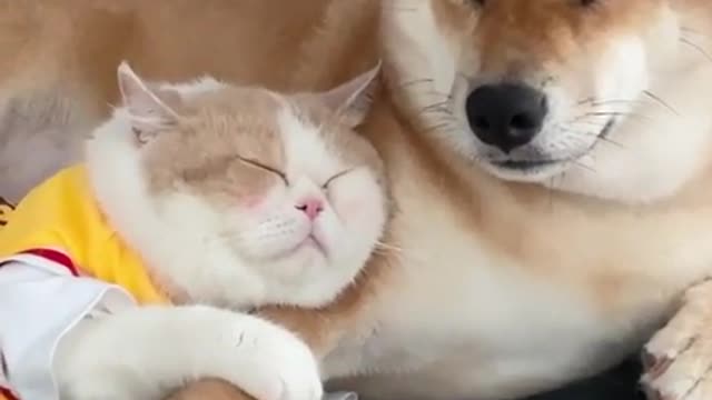 sleeping dog cat lovly and funny moment