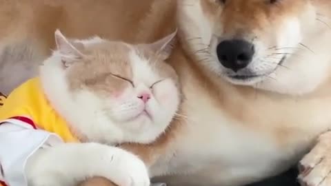 sleeping dog cat lovly and funny moment