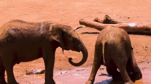 Elephants With Their Young Playing In The Mud