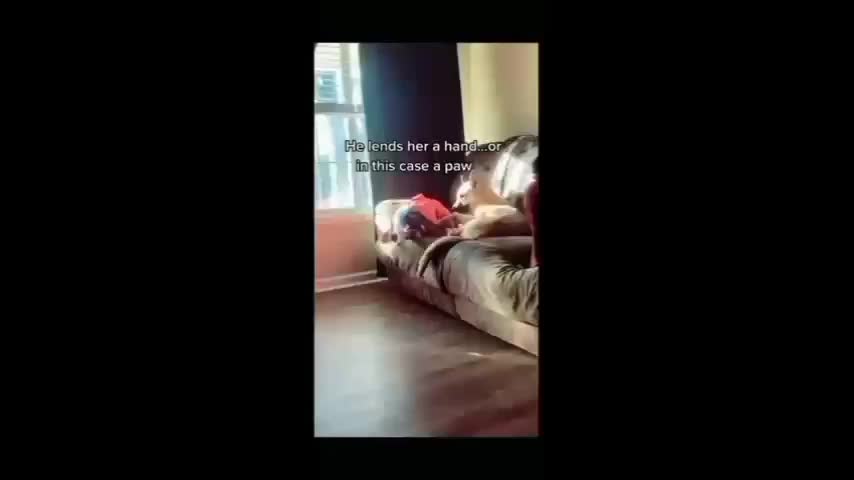 German Shepard helps little girl climb onto couch kjay327 May 17, 2022 26,487 Views UNSUBSCRIBE