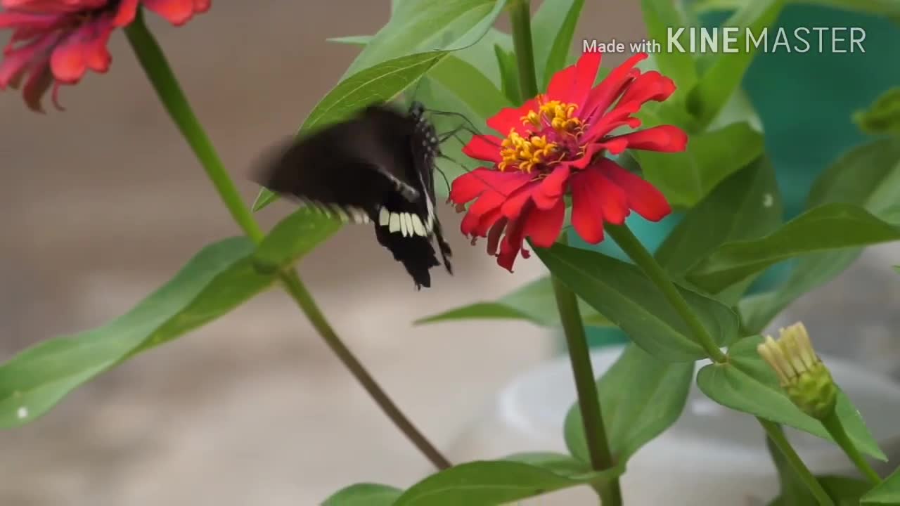 Vlog butterfly in flower garden