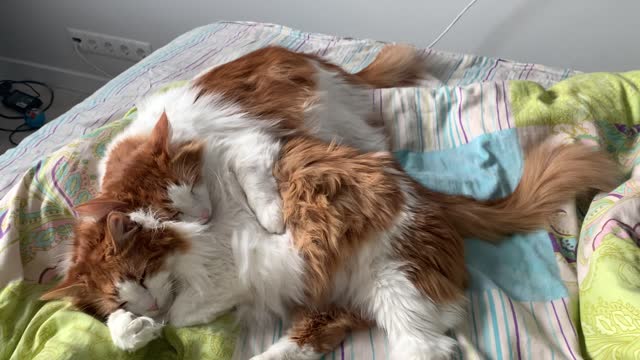 Ginger cats are sleeping together.