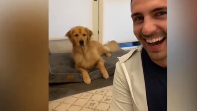 Cute dog showing love to owner videos 2021