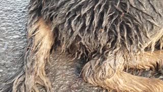 Hilarious guilty puppy goes and rolls in the mud