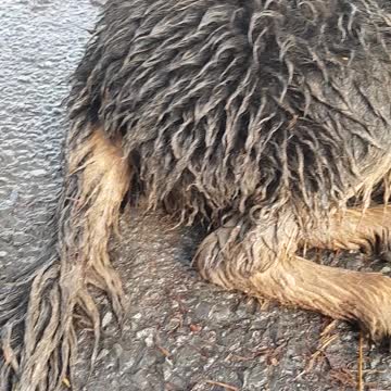 Hilarious guilty puppy goes and rolls in the mud