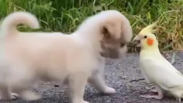 Animals Funny dog s😁😁😁 comedy videos,