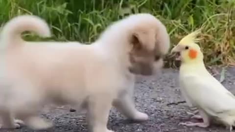 Animals Funny dog s😁😁😁 comedy videos,