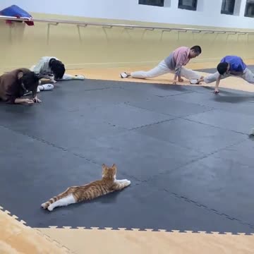 Cat is flexing just fine while others at the gym are struggling