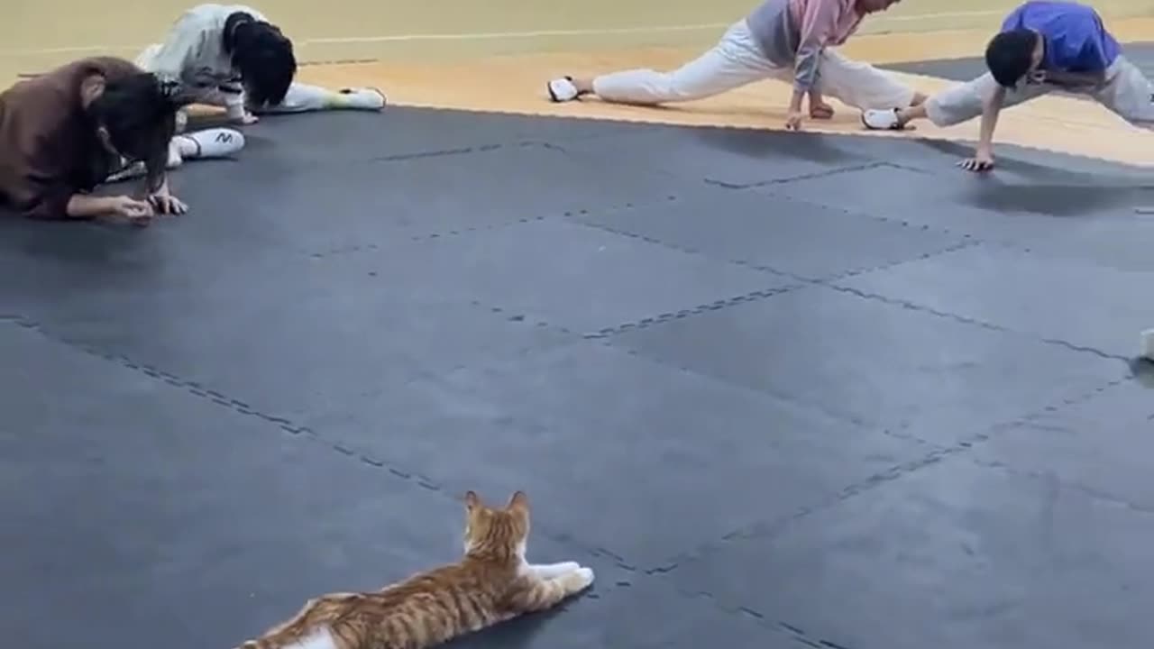 Cat is flexing just fine while others at the gym are struggling