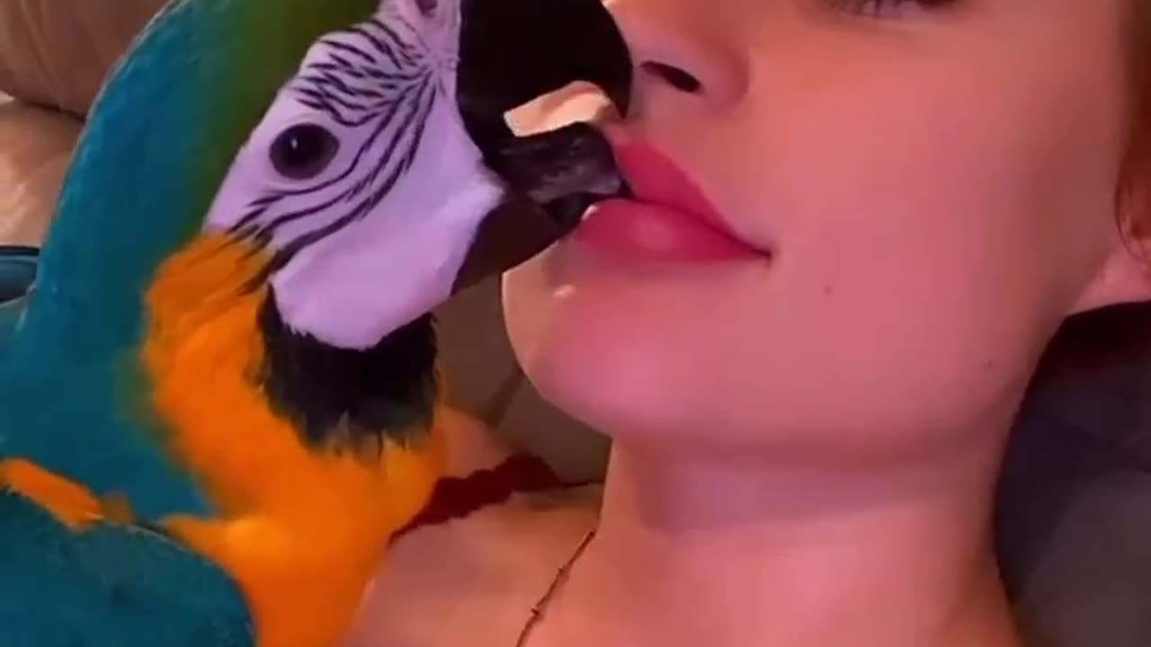 Parrot kisses viral video