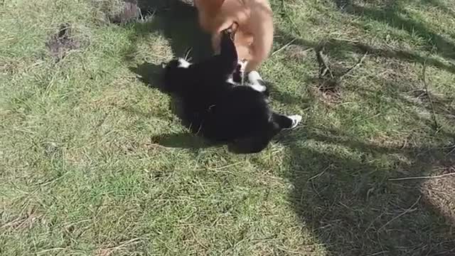 Cat and dog cute fighting in the lovely garden