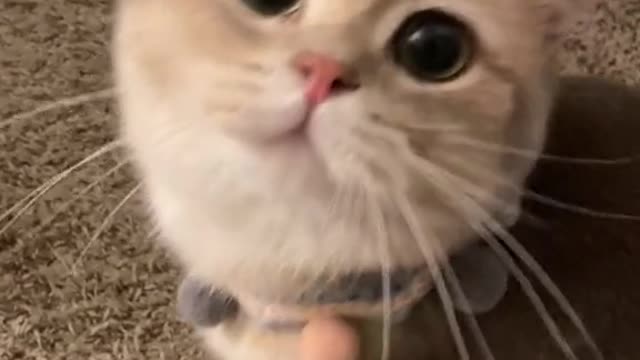 How many likes can this cute one get? | cat videos | Funny Cat Videos