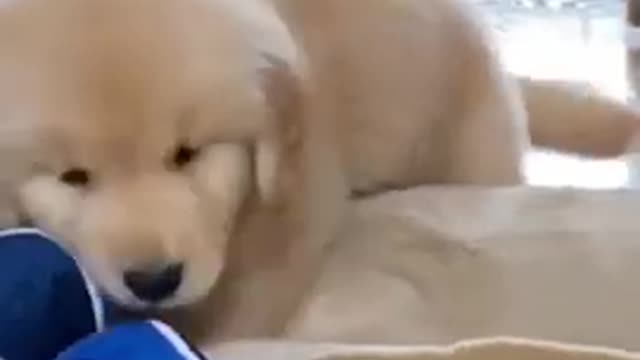 Baby Dog funny and cute dog Videos 🐕