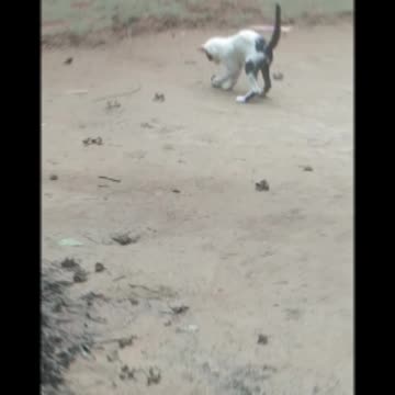 Hen Funny videos| Lovely Cat videos Bird Song and blue Bird