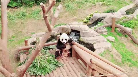 a panda who is eating grass