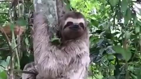 Sloth waves and smiles to man that helps him cross the street
