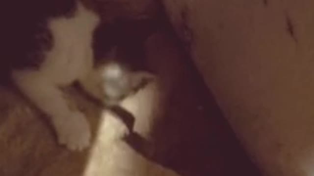 Adorable farm kitten catches his first mouse