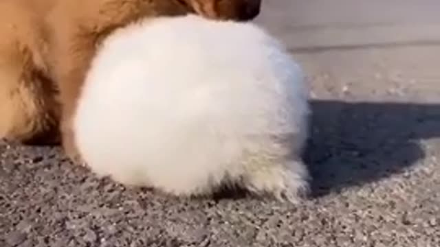 Friendship baby dog and baby rabbit very cute🥰🥰