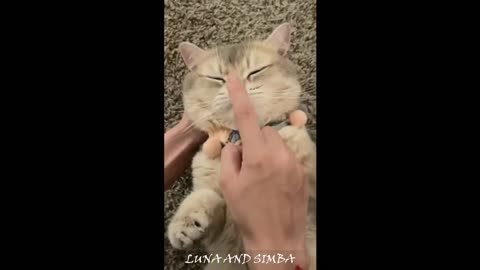 cat pranks funn ycat play cats