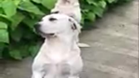 Funniest & Cutest Labrador Puppies