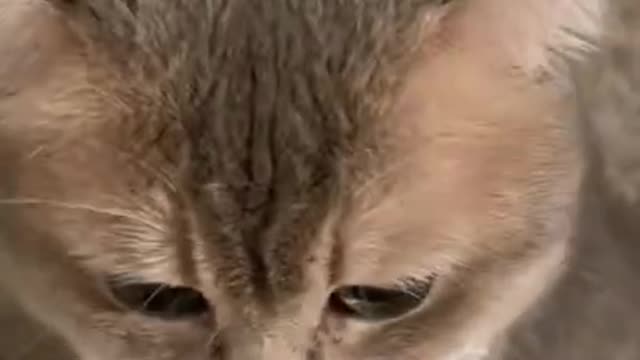 Funniest Cat Videos That Will Make You Laugh - Funny Cats and Dogs Videos