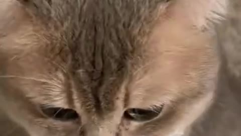 Funniest Cat Videos That Will Make You Laugh - Funny Cats and Dogs Videos