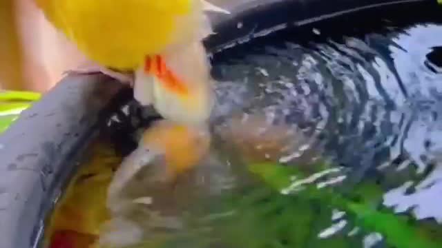 parrot and fish fun time.....................