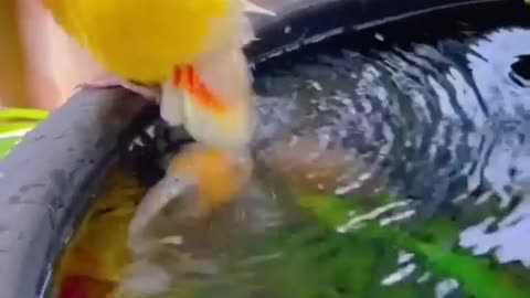 parrot and fish fun time.....................