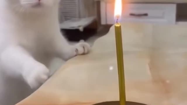 Funniest cat 😸 video