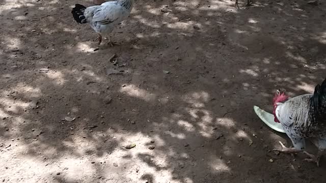 A verdadeira galinha de capoeira