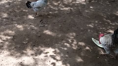 A verdadeira galinha de capoeira