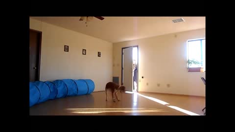 Stopping Maggie's Jumping Problem - Dog Training