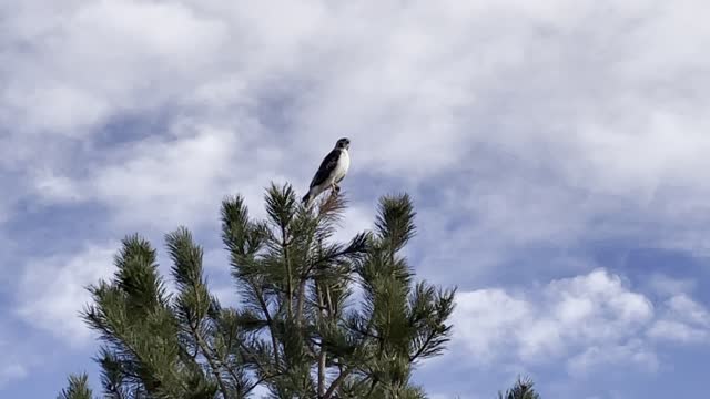 So majestic and completely void of fear for his audience
