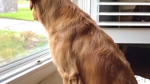 cutepupclipss Whasssuppp🐶😂