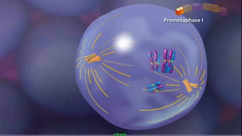 Meiosis - Plants and Animals