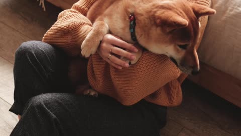 Girl Holding Dog In Her Arms