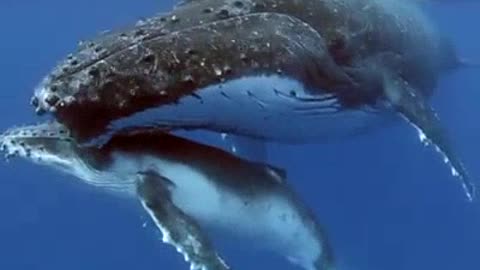 Female whale